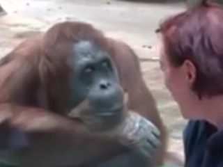 ویدئو :  خنده دارترین و بهترین صحنه از باغ وحش حیوانات