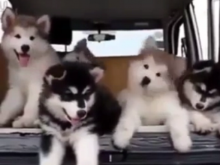 ویدئو :  توله سگ های فوق العاده بامزه و خوشگل