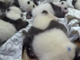 ویدئو : مهدکودک پانداها!