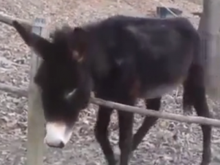 ویدئو : الاغ زیرک