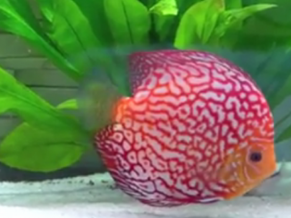 ویدئو :  دیسکاس