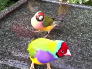 ویدئو : فنچ های گلدین زیبا