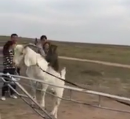 ویدئو :  بز بدلکار