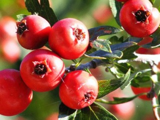 خاصیت های بیشمار سرخولیک