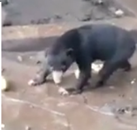 ویدئو : التماس حیوانات برای غذا