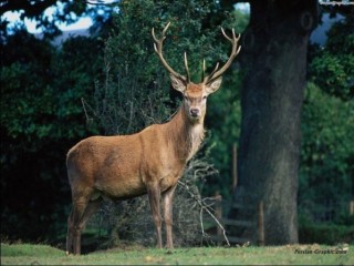 ویدئو :  صحنه عجیب و نادر در حیات وحش !
