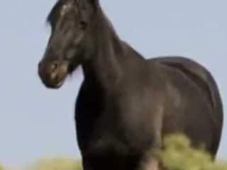 ویدئو : جنگ اسب ها