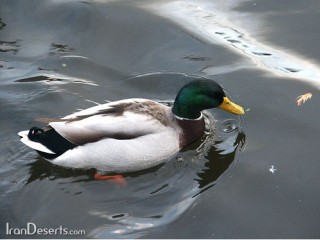 ویدئو :  تله ی فوق العاده خاص و متفاوت برای مرغابی
