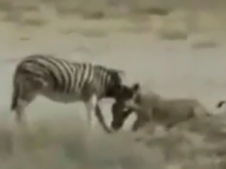 ویدئو :  دعوای گورخر با سلطان جنگل