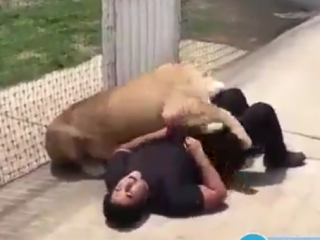 ویدئو :  رویارویی عجیب و خطرناک شیر غول پیکر با مرد جسور در قفس!