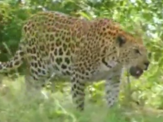 ویدئو : دوستی دختر بچه با حیوانات وحشی