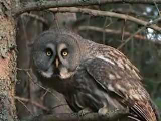 ویدئو :   خنده دارترین مستند سال! زیرنویس فارسی