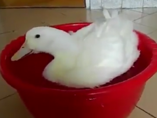 ویدئو :  کلیپ فوق العاده بامزه و خنده دار از غاز و اردک