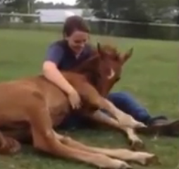 ویدئو :  ویدیو فوق العاده خنده دار و باحال از اسب ها :)