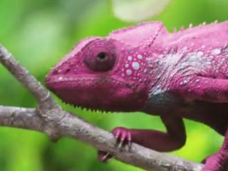 ویدئو :  تا نبینی باورت نمیشه / عجایب خلقت