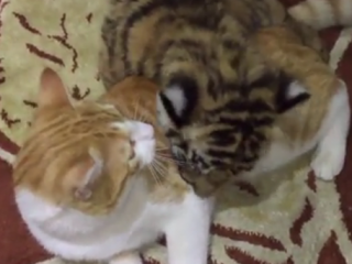 ویدئو :   توله ببر ناز در کنار گربه