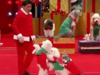 ویدئو :   نمایش دیدنی سگ های تربیت شده