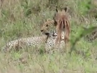 ویدئو :    دوستی اهو و یوزپلنگ