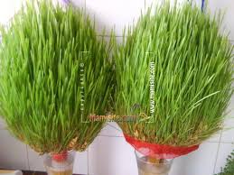 ویدئو :   آموزش سبز کردن خوشه گندم