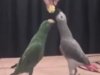 ویدئو :   بسکتبال بازی کردن طوطی ها