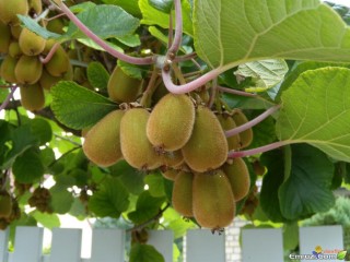 ویدئو :   کاشت کیوی-دی دیل