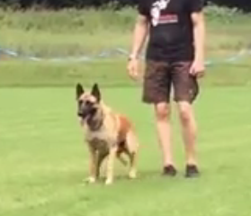 ویدئو :    هوش کم نظیر سگ