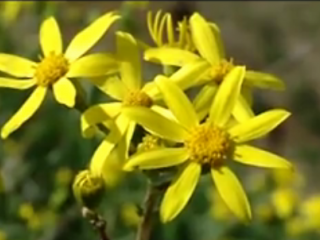 ویدئو :  آهنگ ترکی یاز گلیب وطنه