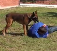 ویدئو :  سگ های محافظ شخصیتی آموزش دیده