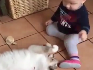 ویدئو :   بازی بامزه بچه ها با حیوانات