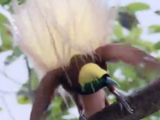 ویدئو :    مرغ بهشت