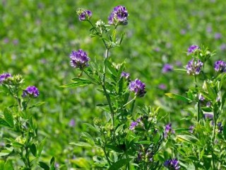 خاصیت های درمانی یونجه