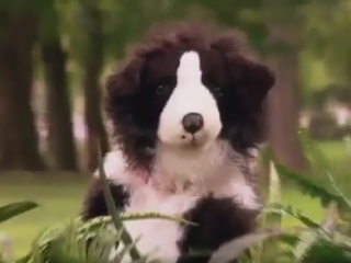 ویدئو :    کلیپ فوق العاده و خنده دار حیوانات