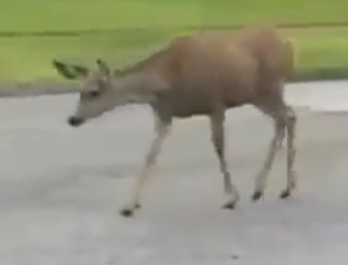 ویدئو :  حمله مادر برای محافظت از بچه اش