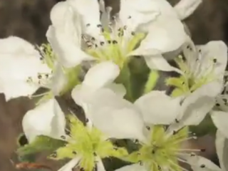 ویدئو :    تبدیل گل گلابی به میوه. 8 هفته را در یک دقیقه ببینید