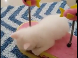 ویدئو :    گربه های خنده ساز