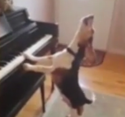 ویدئو :   سگی که پیانو می زند و آواز می خواند