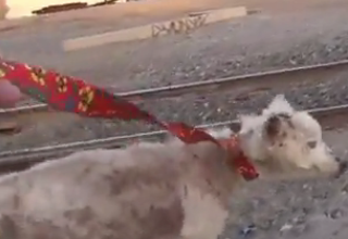 ویدئو :   همچنان به آدمها امیدوار باشیم!