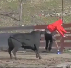 ویدئو :  گاوبازی خطرناک