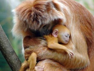 ویدئو :    مهر و عاطفه مادرانه دیگر مخلوقات خداوند