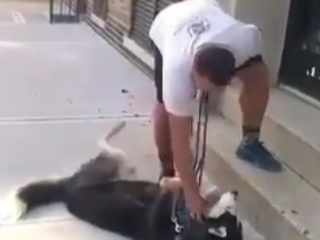 ویدئو :       سگ لوس