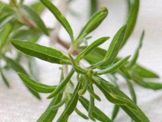 با خواص مرزه بیشتر آشنا شوید