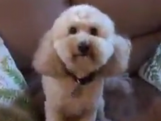 ویدئو :     مهربانی با حیوانات