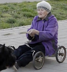 ویدئو :      زن 79 ساله و چهارچرخه کوچکی که سگها می کشند