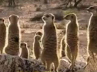 ویدئو :     مستند کوتاهی بر زندگی بامزه میرکت ها