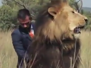 ویدئو :     جرات شیرمرد در مقابل شیر درنده