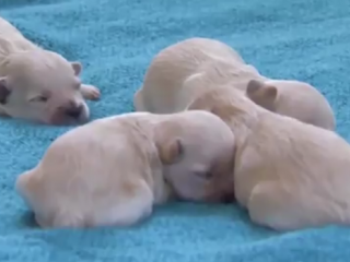 ویدئو :     دوست داشتنی ها