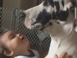 ویدئو :      گریت دین عاشق بچه هاست !!!