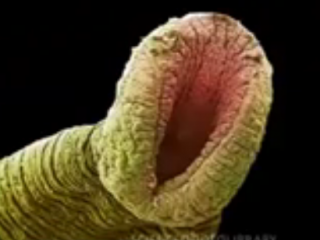 ویدئو :      چگونگی شکل گرفتن انسان به گفته قرآن