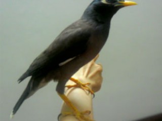 ویدئو :     صحبت کردن با مزه مرغ مینا