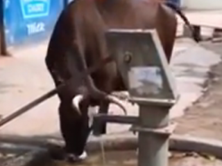 ویدئو :     گاو شگفت انگیز و هوشمند